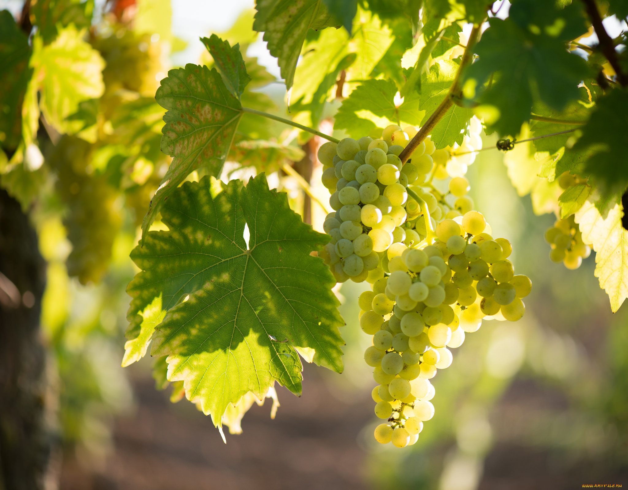 , ,  , , , , , grapes, the, vineyard, leaves